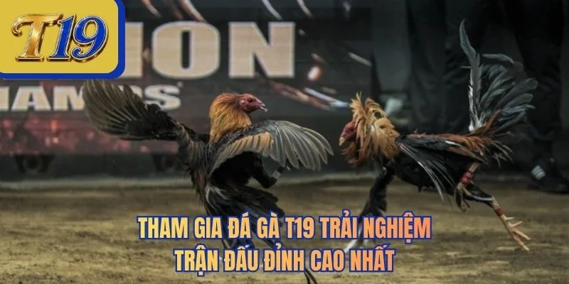 Tham gia đá gà T19 trải nghiệm trận đấu đỉnh cao nhất